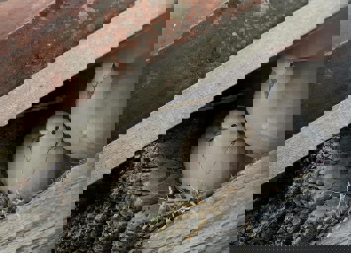 Rare Bird Spotted Nesting on High School Rooftop Creates Buzz Among Students and Experts